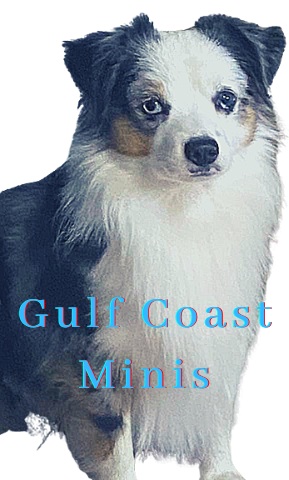 Gulf Coast Minis